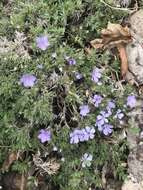 Image of Missoula phlox