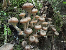 Imagem de Armillaria cepistipes Velen. 1920