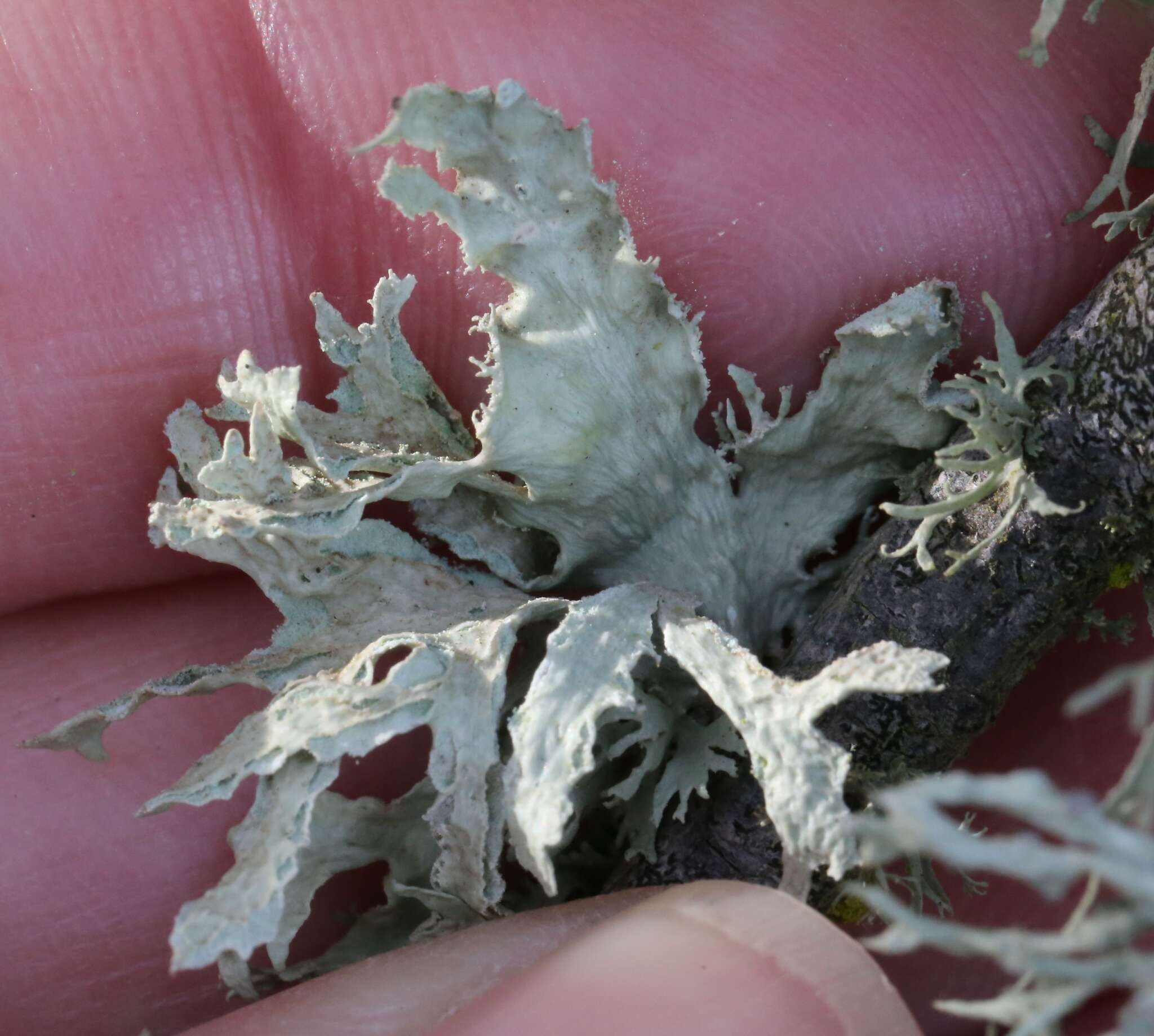 Imagem de Ramalina canariensis J. Steiner