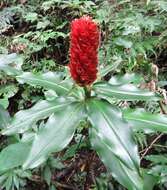 Costus montanus Maas的圖片