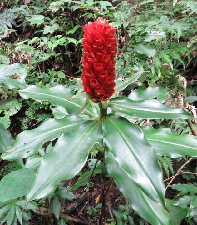 Costus montanus Maas的圖片