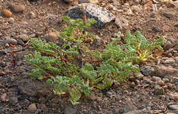 Image of <i>Astragalus <i>lentiginosus</i></i> var. lentiginosus