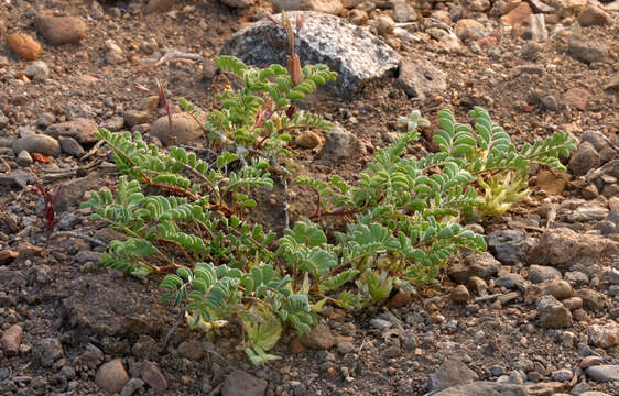 Image of <i>Astragalus <i>lentiginosus</i></i> var. lentiginosus