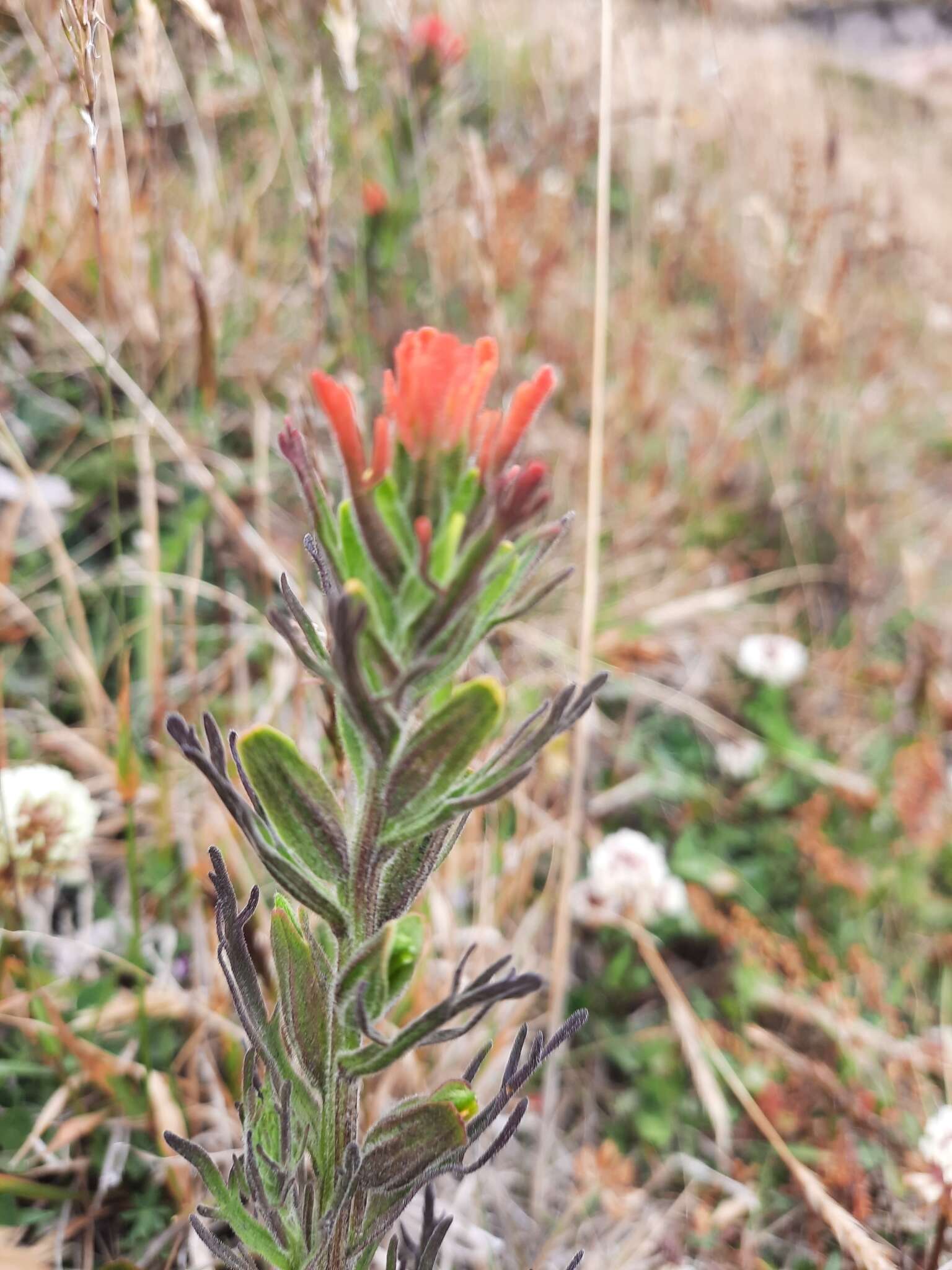 Image of Castilleja arvensis var. pastorei