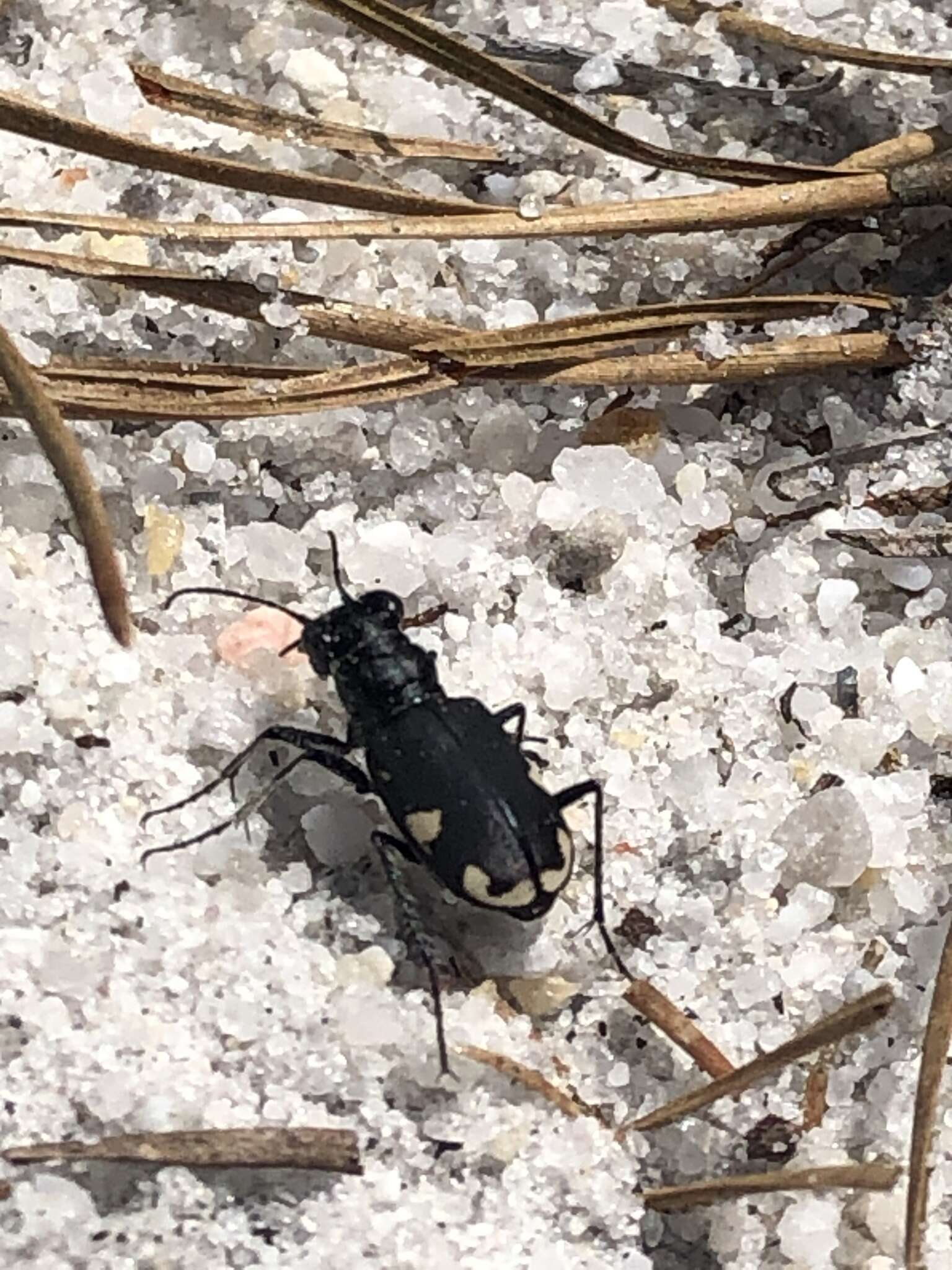 Image of Cicindela (Cicindela) scutellaris rugifrons Dejean 1825