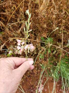 Слика од Oenothera sinuosa W. L. Wagner & Hoch