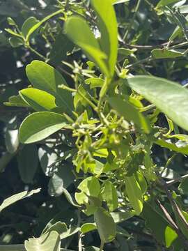 Loeseneriella africana var. richardiana (Cambess. ex St.-Hil.) N. Hallé的圖片