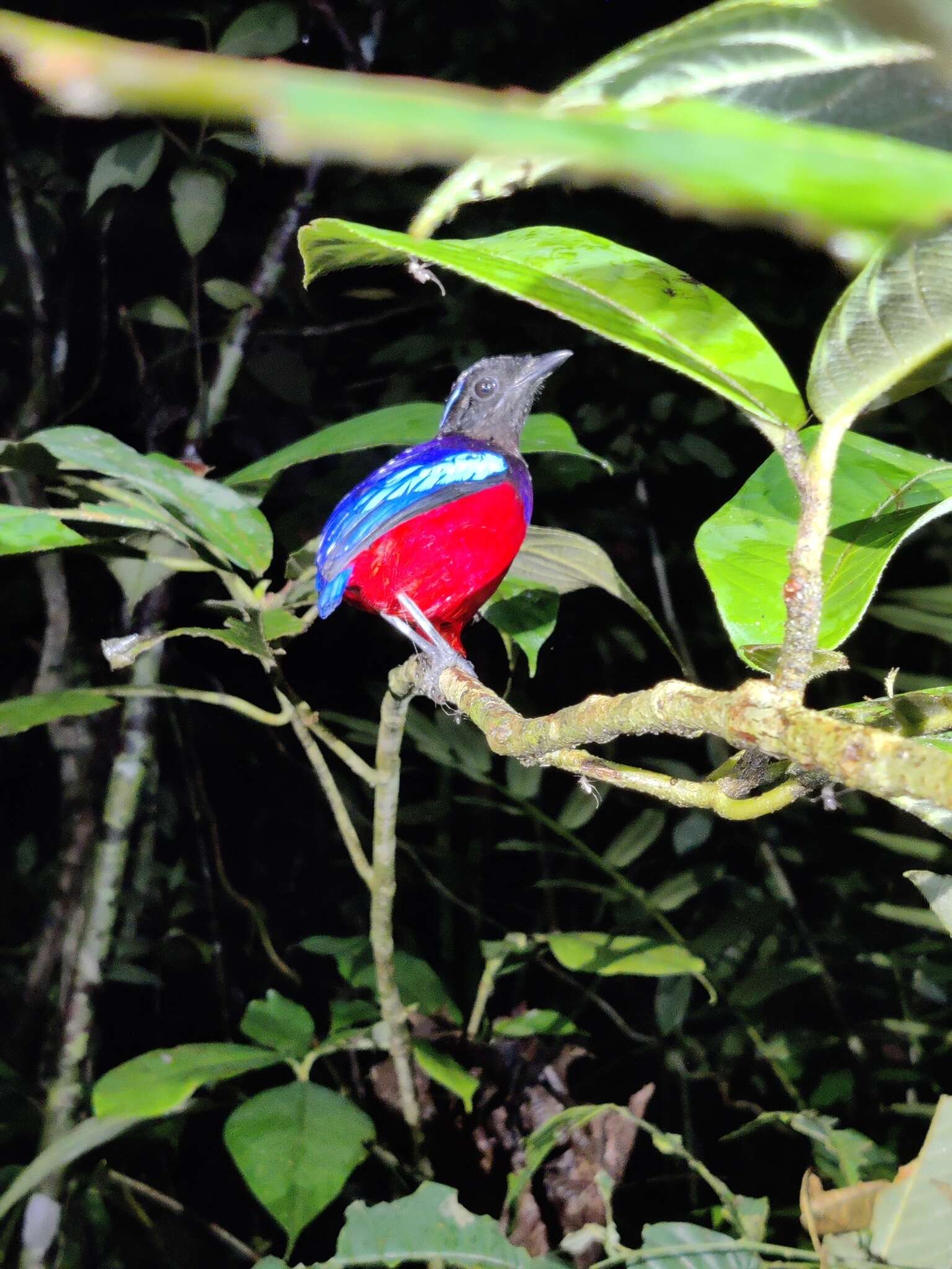 Image of Black-crowned Pitta