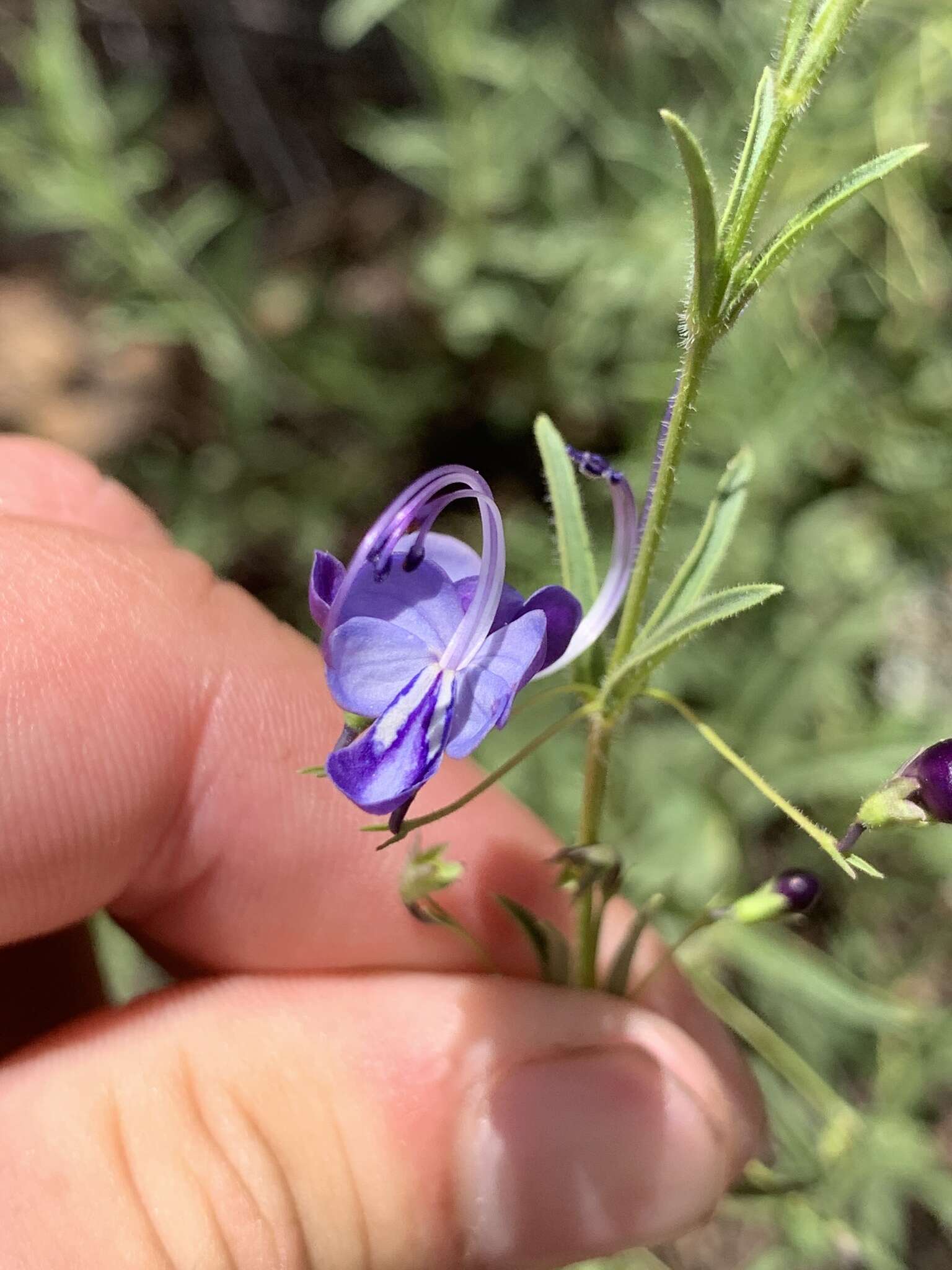 Слика од Rotheca louwalbertsii (P. P. J. Herman)