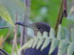 Image of Long-billed Thrush