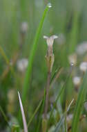 صورة Gentiana leucomelaena Maxim.