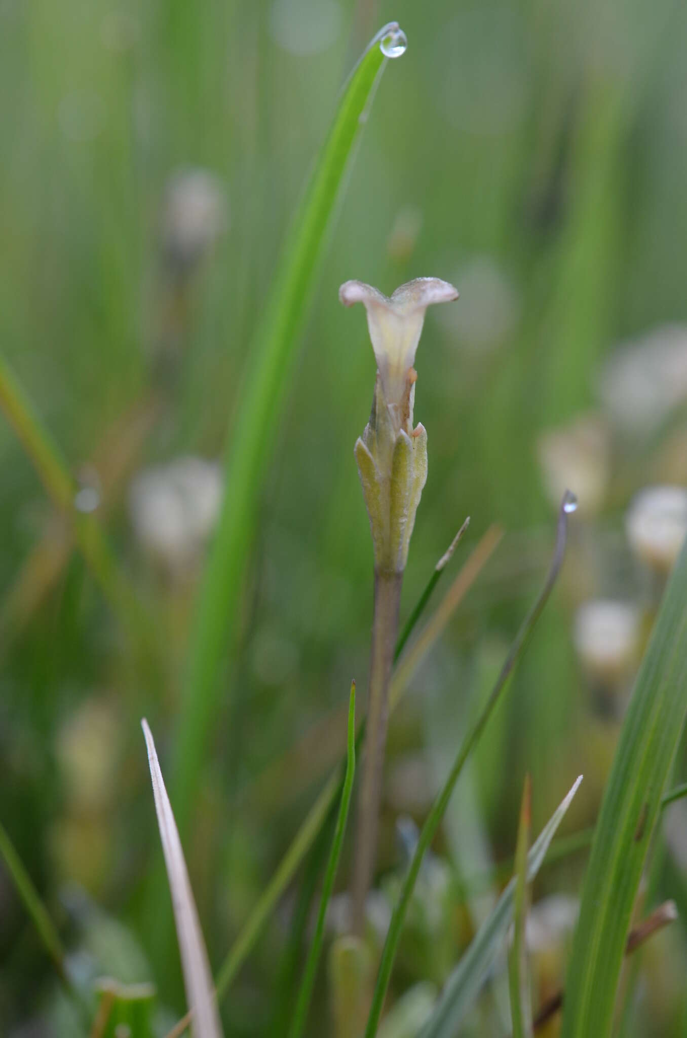 صورة Gentiana leucomelaena Maxim.