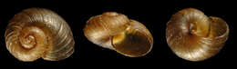 Image of Paryphantopsis fragilicosta Slapcinsky 2007