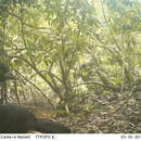 Image of Yellow-knobbed Curassow