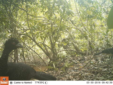 Image of Yellow-knobbed Curassow