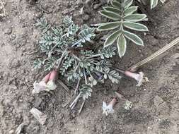 Image of <i>Astragalus <i>calycosus</i></i> var. calycosus