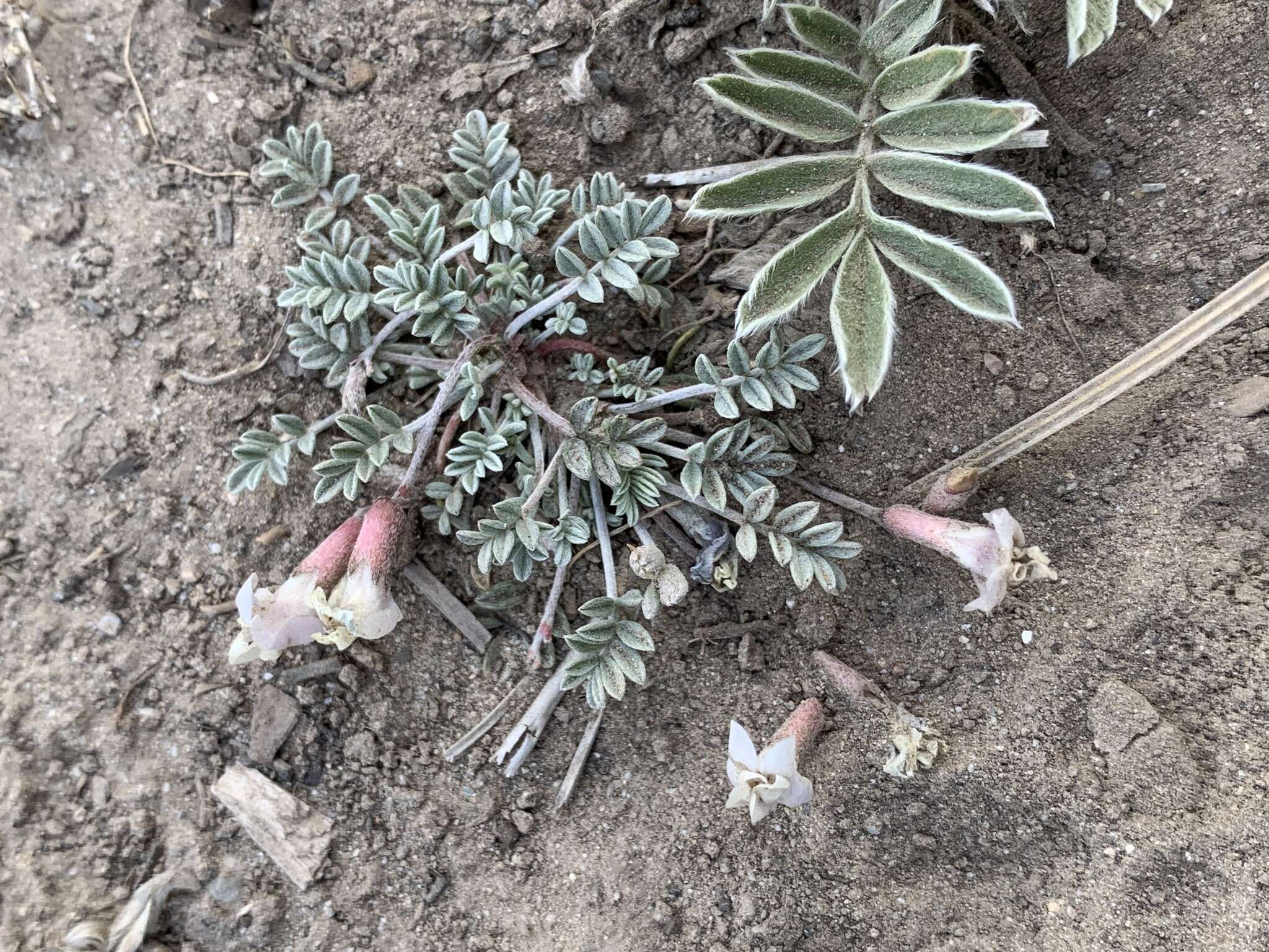 Sivun <i>Astragalus <i>calycosus</i></i> var. calycosus kuva