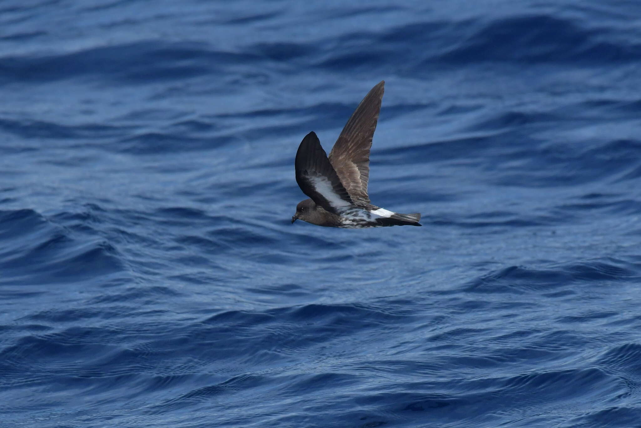 Image of New Zealand Storm Petrel