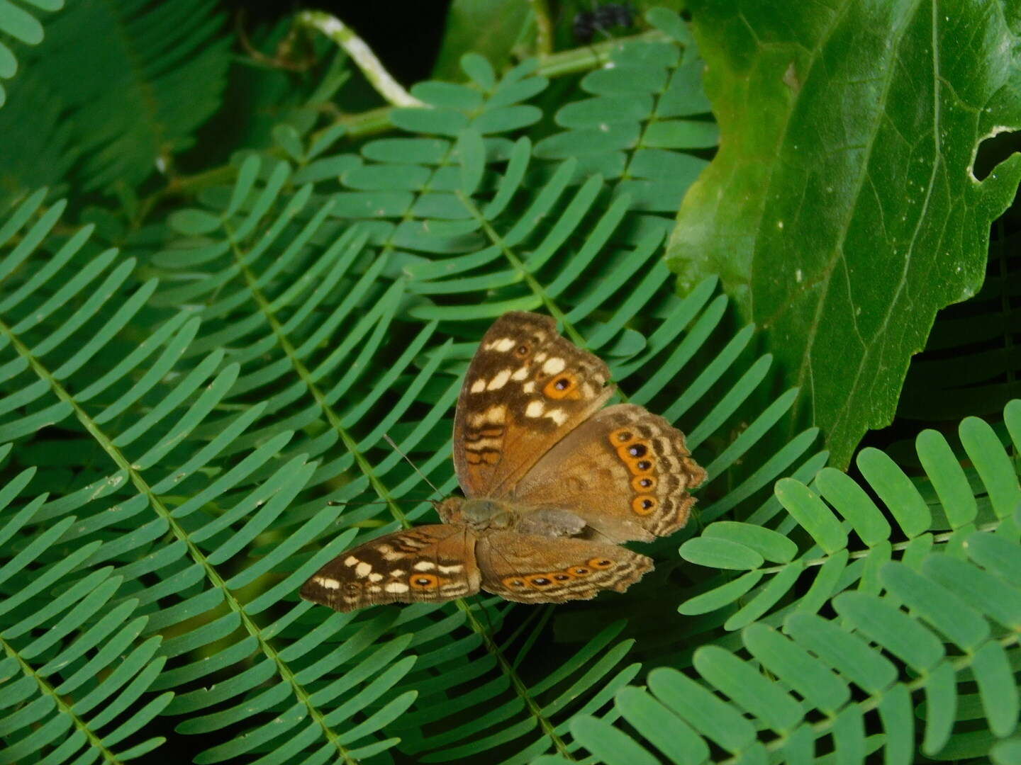 Image of Junonia erigone Cramer 1779