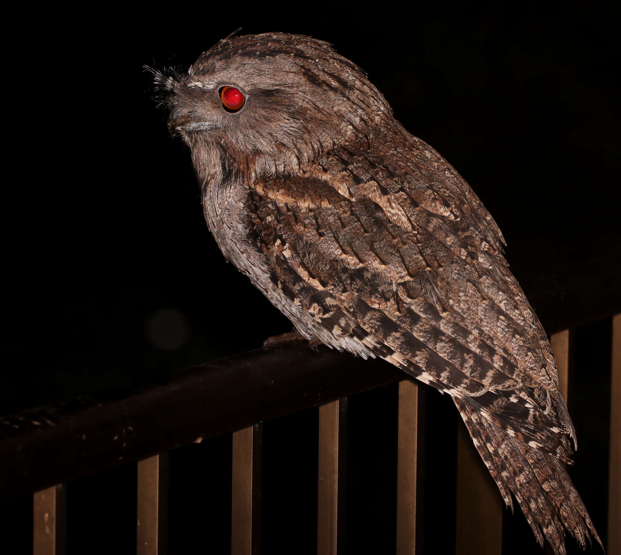 Image of Tawny Frogmouth