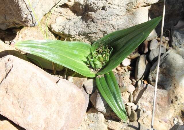 Image of Androcymbium cuspidatum Baker