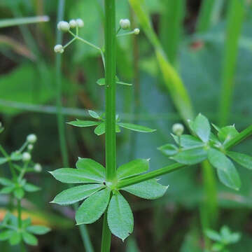 Image of White bedstraw