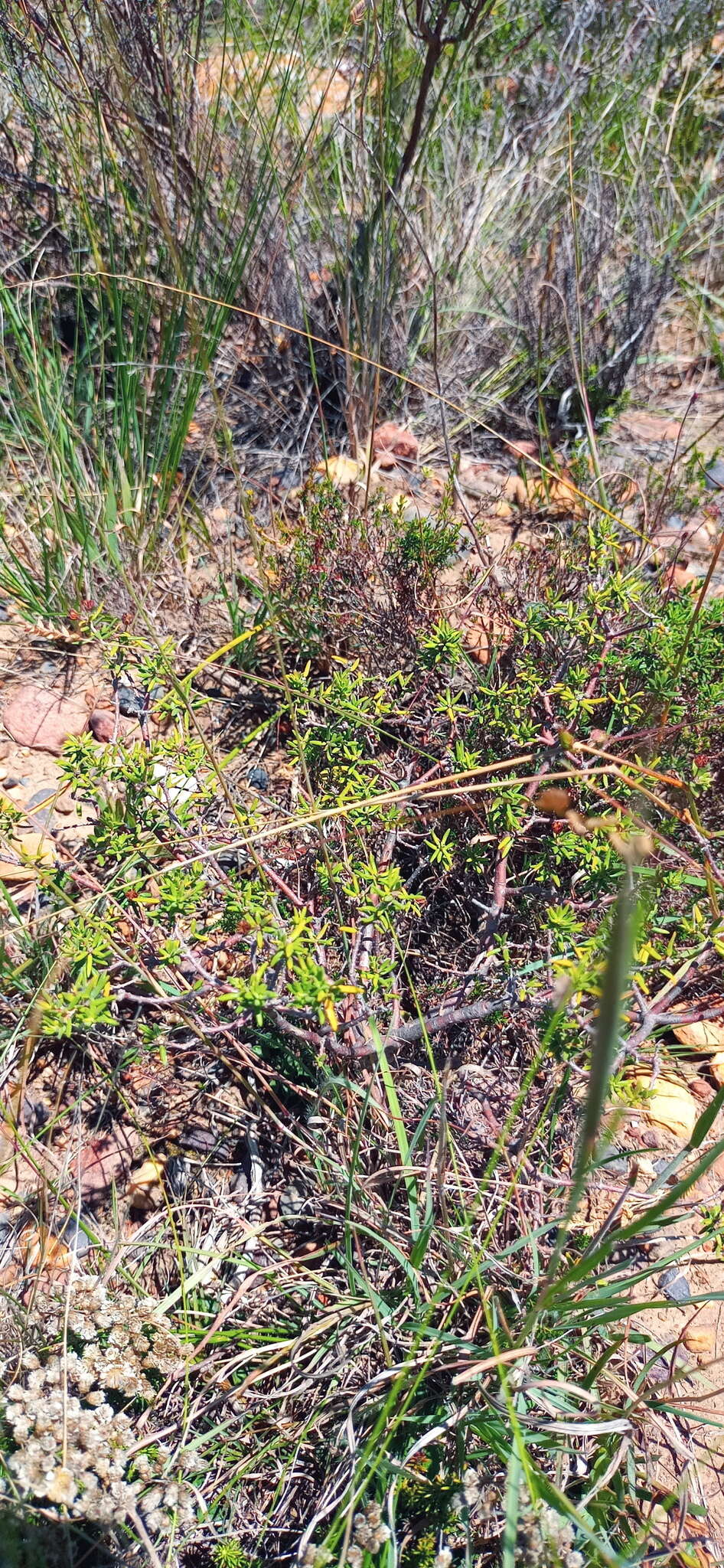 Image of Agathosma foetidissima (Bartl. & Wendl.) Steud.