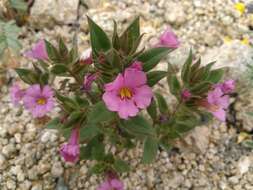 Image of Bigelow's monkeyflower