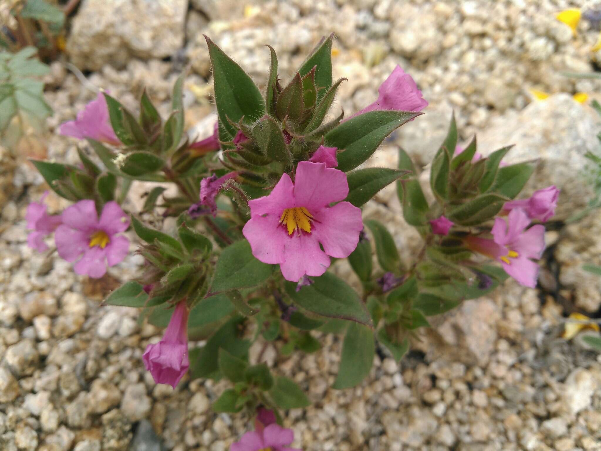 Image of Bigelow's monkeyflower