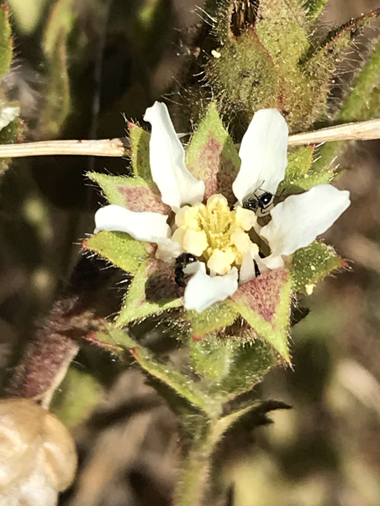 Слика од Horkelia californica Cham. & Schltdl.