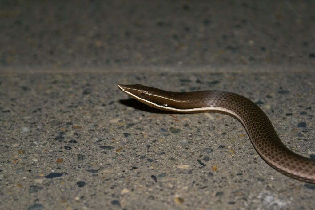 Image of Burton's Legless Lizard