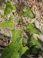 Persicaria senticosa (Meisn.) H. Gross的圖片