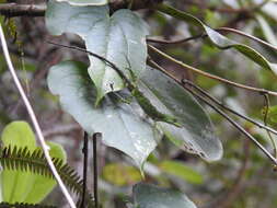 Image of Anolis umbrivagus Bernal-carlo & Roze 2005