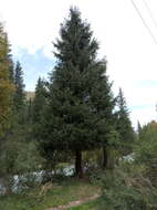 Imagem de Picea schrenkiana subsp. tianschanica (Rupr.) Bykov