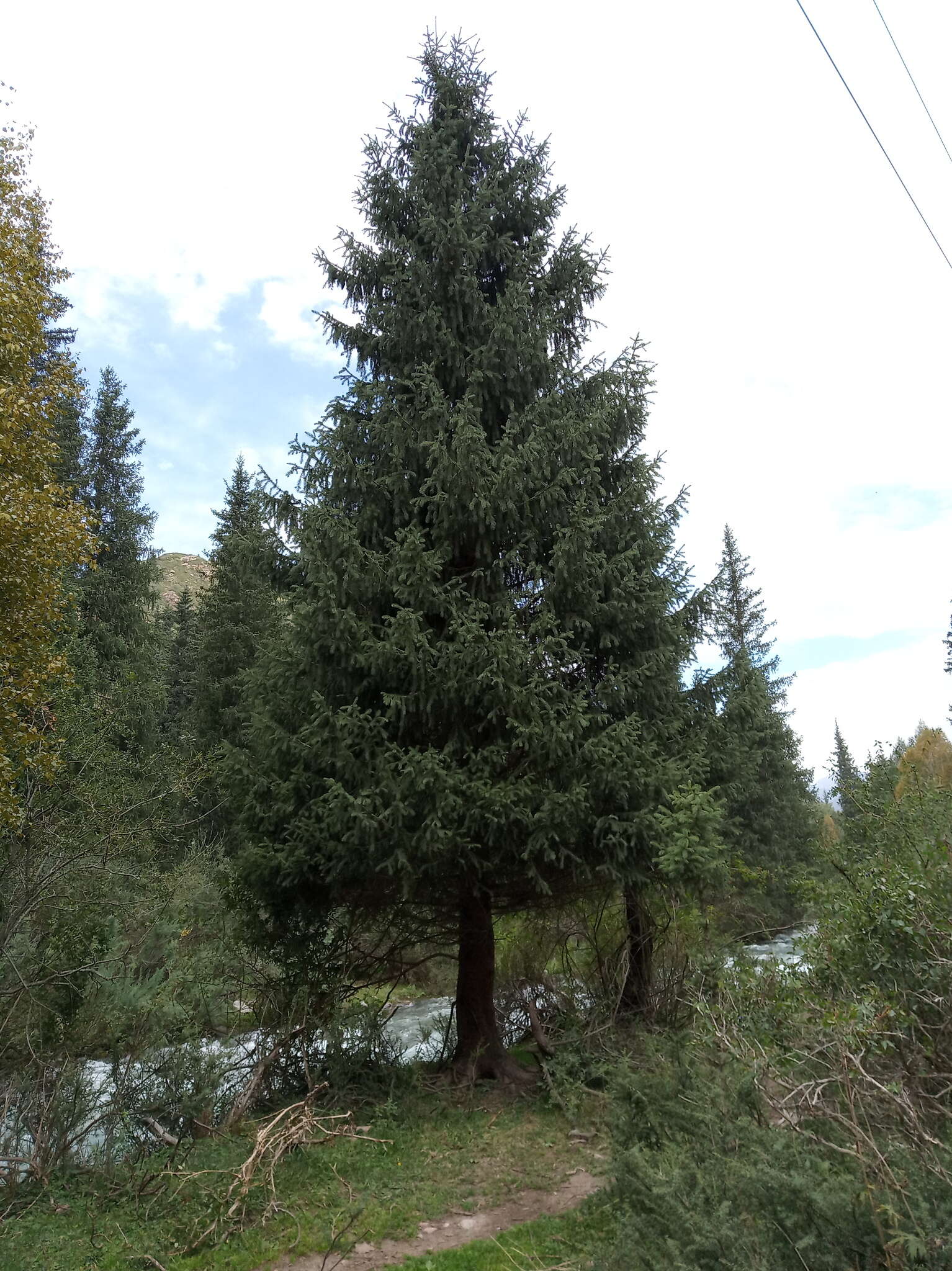 Imagem de Picea schrenkiana subsp. tianschanica (Rupr.) Bykov