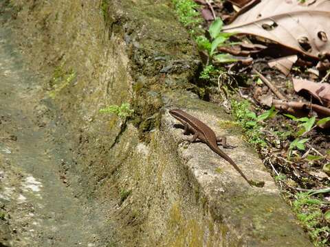 Imagem de Eutropis rudis (Boulenger 1887)