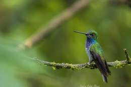 Image of Green-backed Hillstar