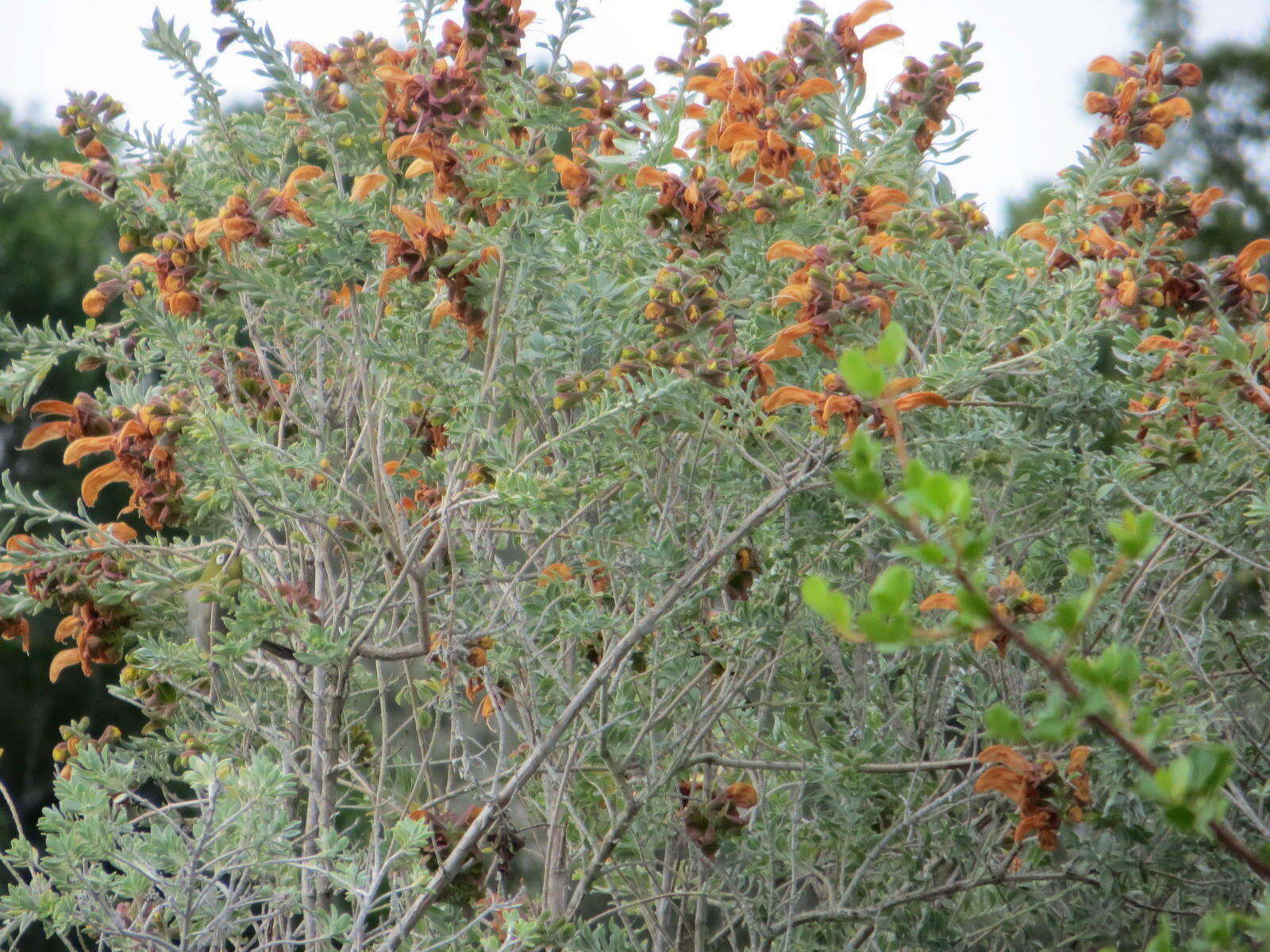 Salvia aurea L. resmi