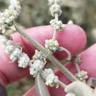 Image of Buddleja crotonoides A. Gray