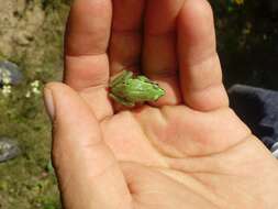 Image of Madrean Treefrog