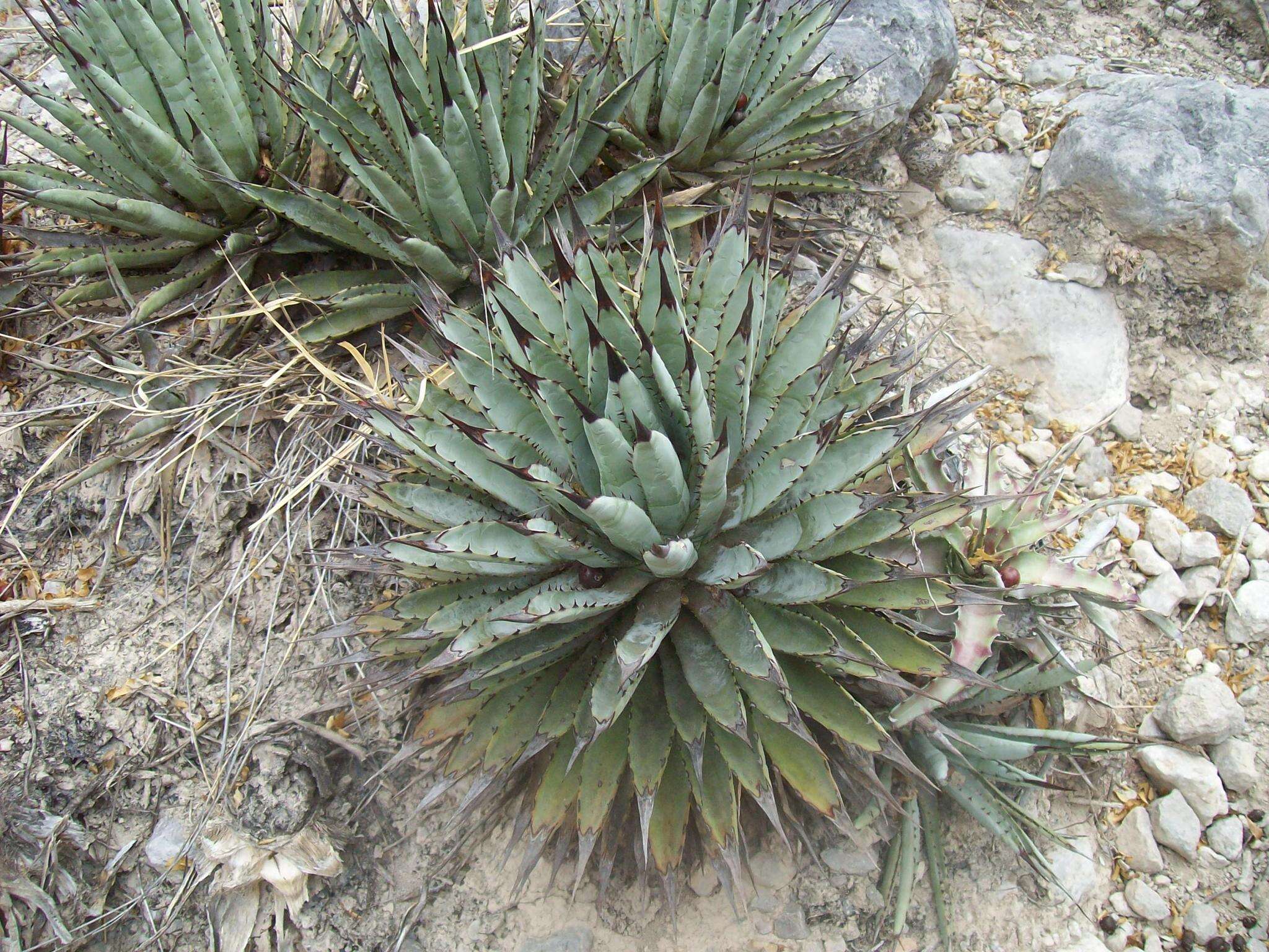 Agave macroacantha Zucc. resmi