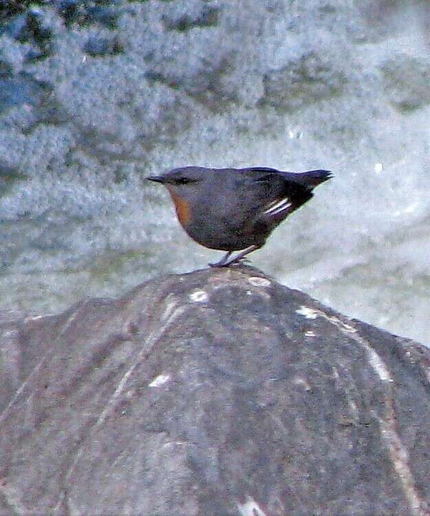 Image of Rufous-throated Dipper