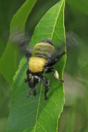 Image of Laphria macquarti (Banks 1917)