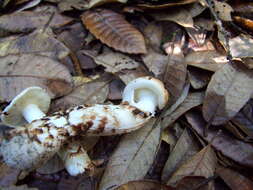 Image of Tricholoma dulciolens Kytöv. 1989