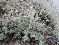 Image of Artemisia kawakamii Hayata