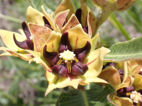 Image of Pachycarpus concolor subsp. transvaalensis (Schltr.) Goyder