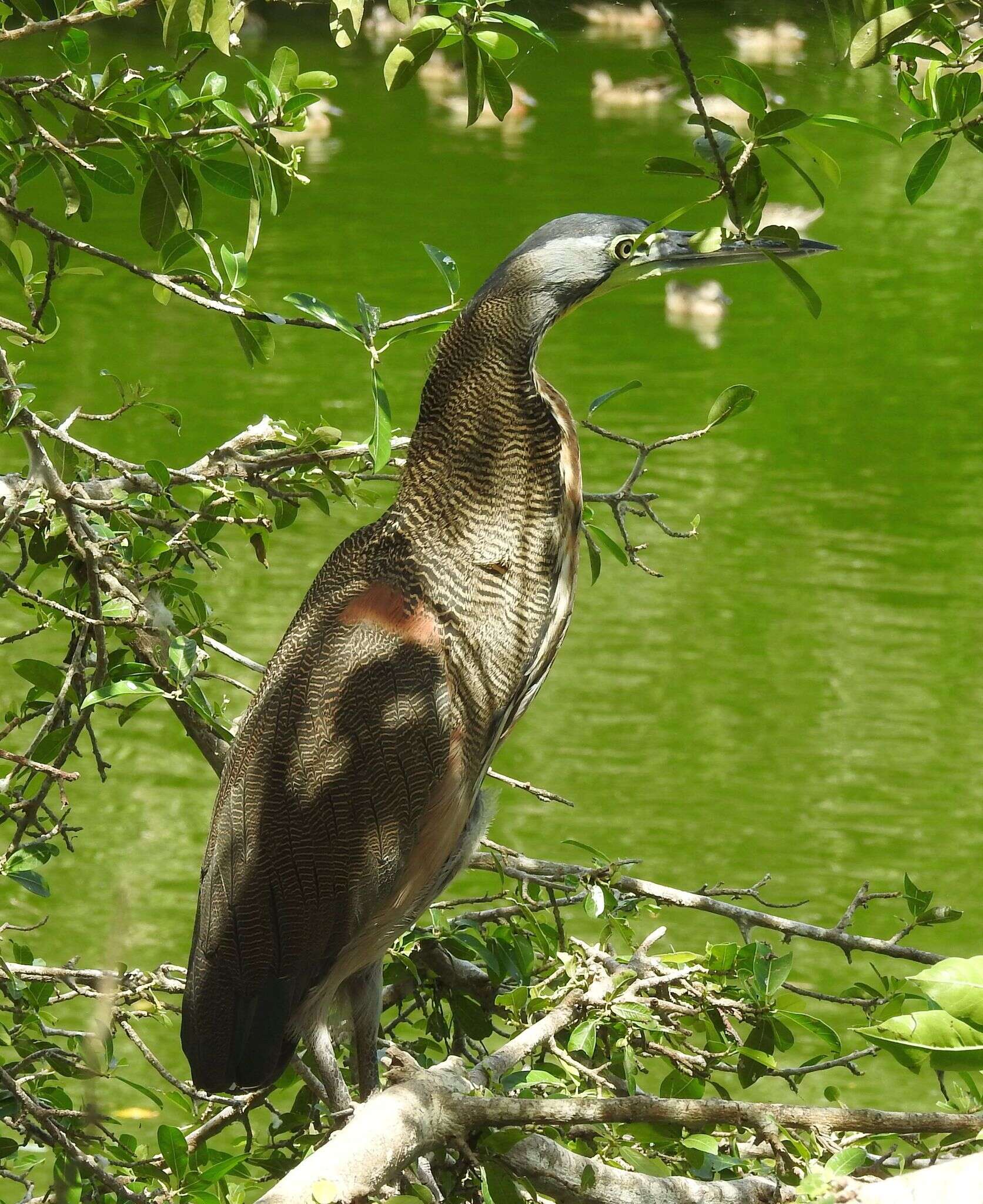 Image of Fasciated Tiger Heron