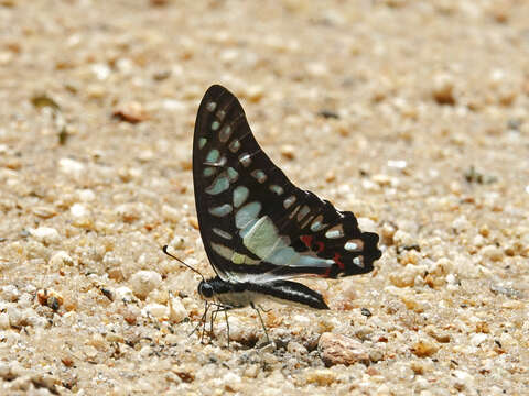 Graphium evemon (Boisduval 1836) resmi