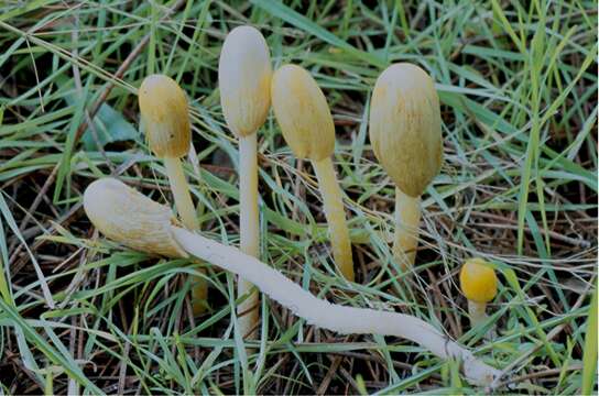 Image of Bolbitius elegans E. Horak, G. Moreno, A. Ortega & Esteve-Rav. 2002