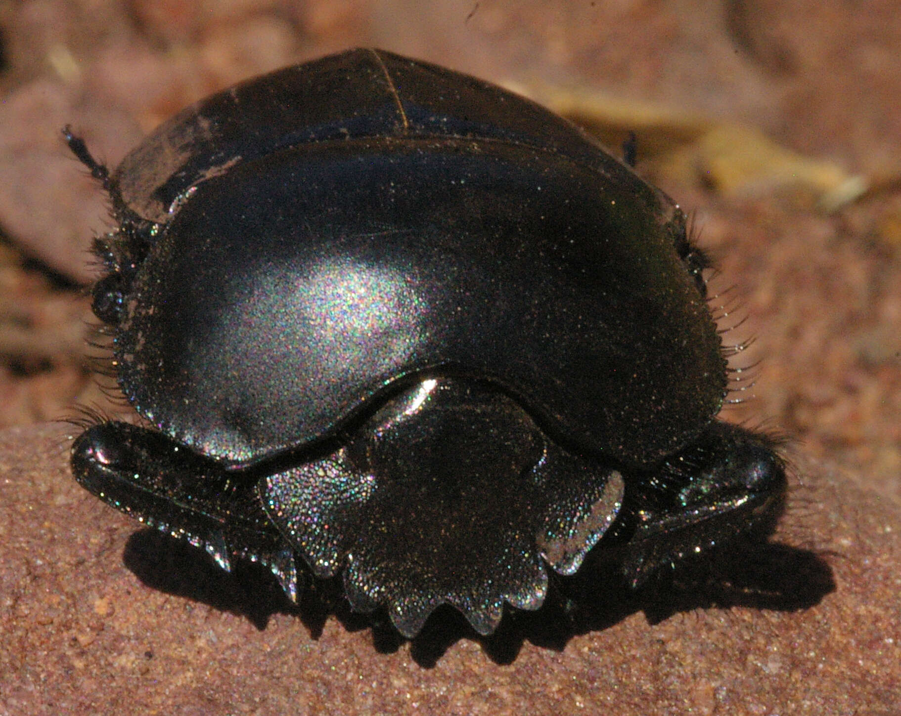 صورة Scarabaeus rusticus (Boheman 1857)